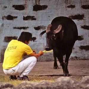 Manila Zoo 1981 - Tamarau !