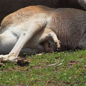 Barcelona Zoo - Kangaroo marsupium