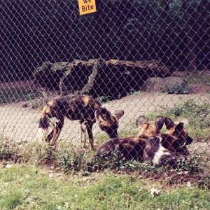 African Wild dogs