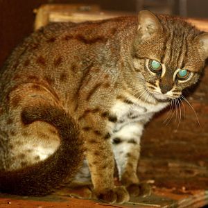 Rusty spotted cat; RSCC Sandwich; 31st March 2010