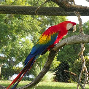 Red and Yellow Macaw