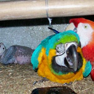 Hybrid (A. araraunaxA.macao)