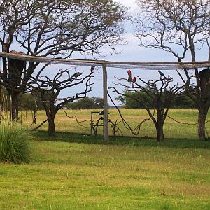 Macaw's Aviary