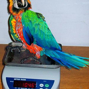 Catalina Macaw