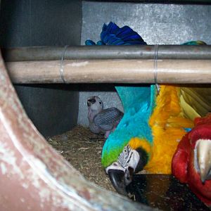 Catalina Macaw & Parents