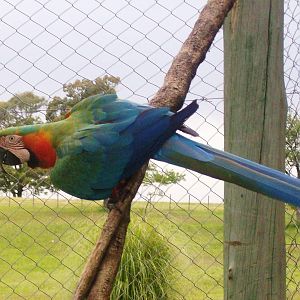 Catalina Macaw