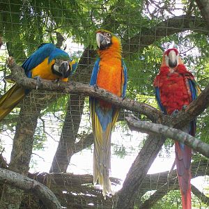 Catalina Macaw & Parents