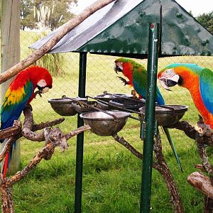 Macaws