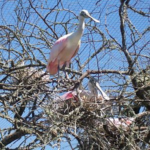 Roseate Spoonbill