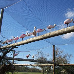 Roseate Spoonbill