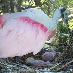 Roseate Spoonbill