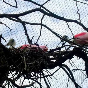 Roseate Spoonbill