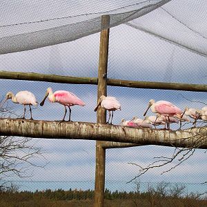 Roseate Spoonbill