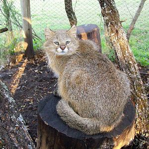 Pampas Cat