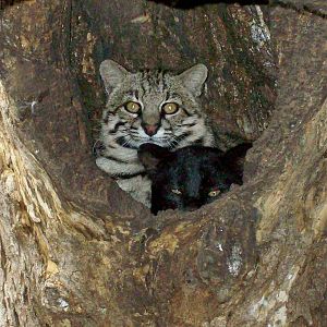 Geoffroy's Cats
