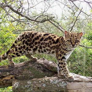 Margay