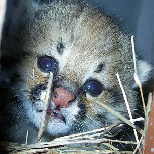 First Pampas Cat born in Bioparque M'Bopicuá
