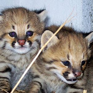 Second litter of Pampas Cats born in Bioparque M'Bopicuá