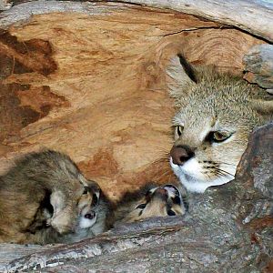 Pampas Cats
