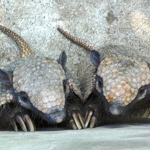 Larger Haired Armadillo