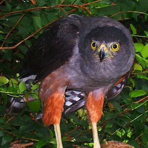 Bicolored Hawk (Accipiter bicolor)