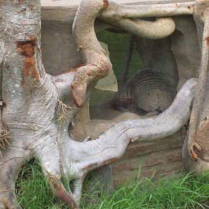 Armadillo Exhibit
