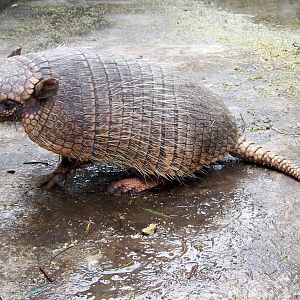 Larger Haired Armadillo