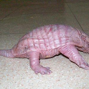Larger Haired Armadillo baby