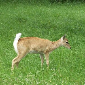 Pampas Deer