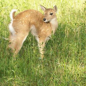 Pampas Deer