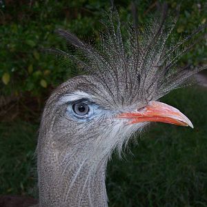 Red legged Seriema (Cariama cristata)