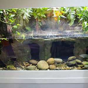 freshwater mullet tank
