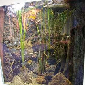 tank for long-spined glassfish