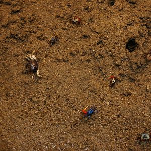 fiddler crabs
