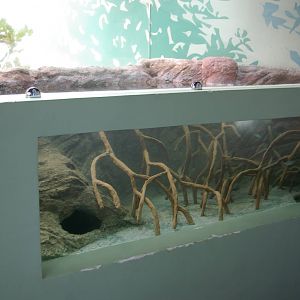 mangrove tank