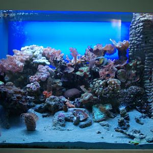 sand-flat reef tank