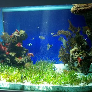 sea-grass tank