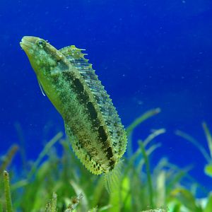 sabre-tooth blenny (Petroscirtes sp.)