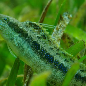 sabre-tooth blenny (Petroscirtes sp.)