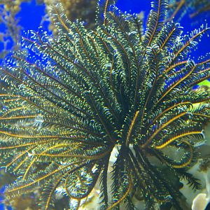 feather-duster worm