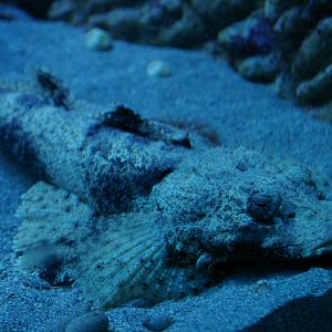 crocodile-fish