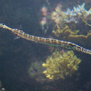 baby trumpetfish (Aulostomus)