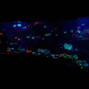 corals under ultraviolet light