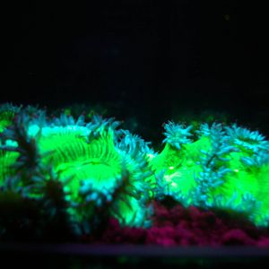 corals under ultraviolet light