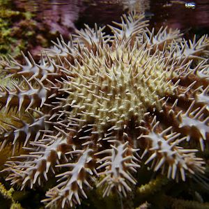 crown of thorns starfish (Acanthaster planci)