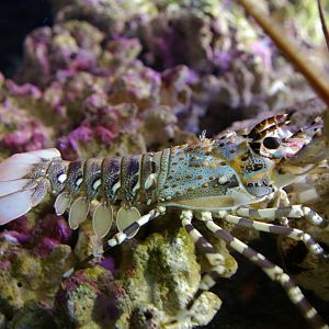juvenile ornate crayfish (Panulirus ornatus)