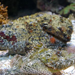 stonefish