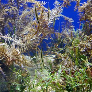 razorfish (Aeoliscus strigatus)