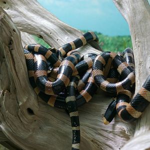 New Caledonia seasnake (Laticauda saintgironsi)