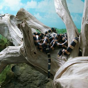 New Caledonia seasnake (Laticauda saintgironsi)